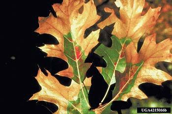 Prune oak trees in winter to avoid oak wilt