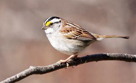 White-throated Sparrow
