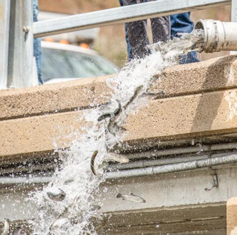 Steelhead were stocked in the Red Cedar River in East Lansing this spring. The Michigan Department of Natural Resources has stocked a total of 18,958,970 fish in 2025.