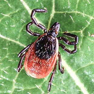 Climate change makes ticks a year-round pest in Michigan