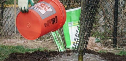 Help your trees beat the summer heat with a little water