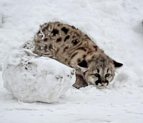 For the first time in more than 100 years, cougar cubs have been discovered living in the Michigan wild.