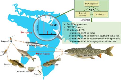 Forever chemicals found in fish, mussels and water of Lake Huron in a 2025 study in the Journal of Great Lakes Research. JOURNAL OF GREAT LAKES RESEARCH
