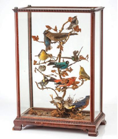 Antique taxidermy