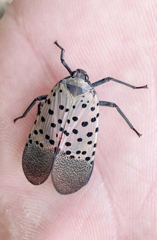 Invasive spotted lanternfly confirmed in Monroe County