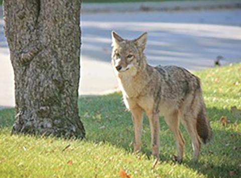 Want some space from coyotes? Try these tips