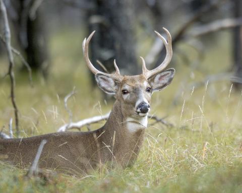 CWD confirmed in a farmed white-tailed deer from Osceola County
