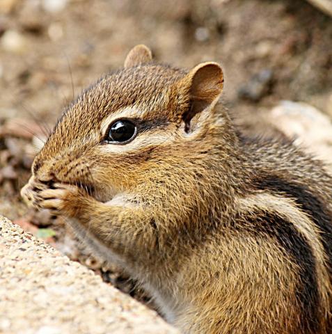 An eastern chipmunk pauses to snack on a seed while foraging on a sunny afternoon. PUBLICDOMAINPICTURES.NET.