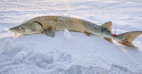 Lake Sturgeon