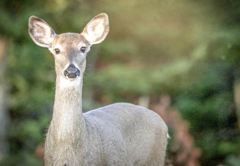 Reports of EHD-affected deer occurring across southwest Michigan