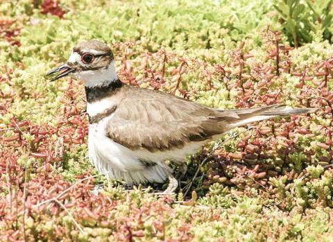 Green roofs are saving green dollars