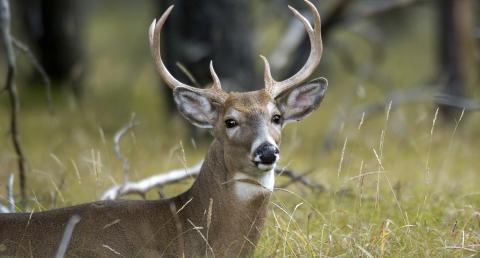 Deer hunting preview