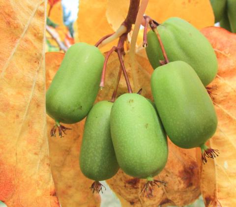 Michigan State kiwi are hearty, delicious and nutritious. They also have no fuzz so you can eat them like grapes. PHOTO PROVIDED BY ROBERT WILLIAMS