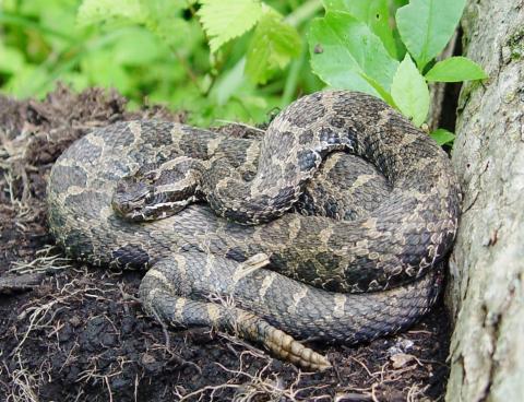 Michigan is a stronghold for the eastern massasauga rattlesnake, which is both state and federally threatened under the Endangered Species Act. MICHIGAN NATURAL FEATURES INVENTORY