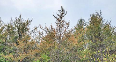 Brown needles on jack pine likely due to budworm outbreak