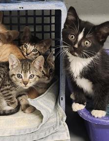 PET OF THE WEEK