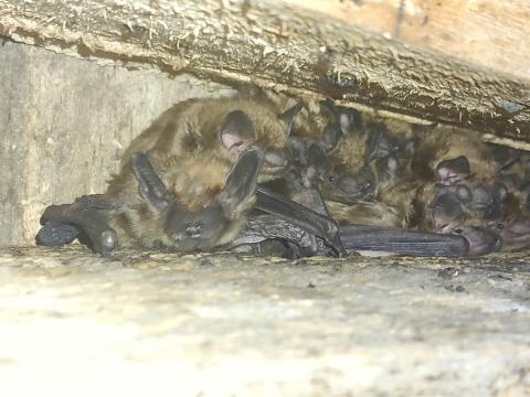 A colony of bats roosts in a confined space, highlighting the importance of summer roost sites for resting, raising young and sheltering throughout the season. PHOTO PROVIDED BY JOY AND RICHARD KUYT