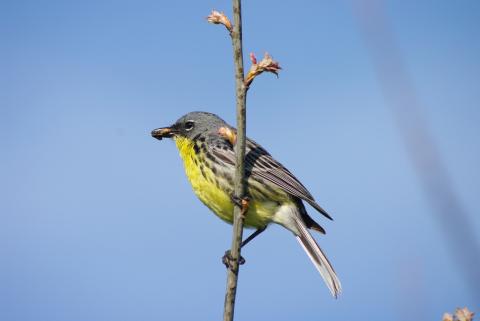 New names slated for birds, including Kirtland’s warbler