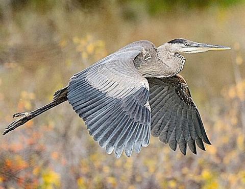 Great Blue Heron