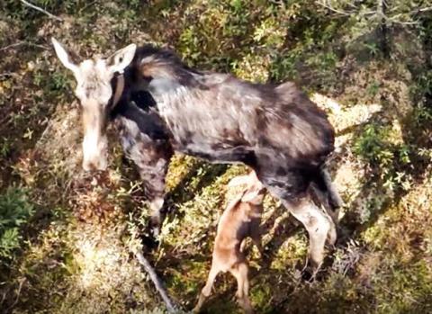 A collared cow moose nurses her calf in the western Upper Peninsula. This photo, captured using high-powered zoom from a drone flying more than 300 feet above, offers a rare, hands-off glimpse into the first days of a calf’s life – an important stage researchers are now able to study more closely thanks to GPS and drone technology. DEPARTMENT OF NATURAL RESOURCES