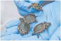 The regular rescue and release of turtles is one of many steps Consumers Energy has voluntarily taken to protect the environment while investing in the critical infrastructure upgrades necessary to continue delivering the service customers need and deserve.