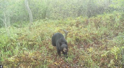Photos of a black bear in Clinton County from summer 2024 were recently found on remote trail cameras. PHOTO PROVIDED BY JEN OWEN