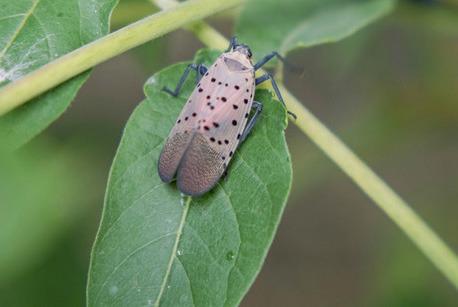 Pictured is an adult spotted lanternfly on a leaf. PHOTO PROVIDED BY MDARD