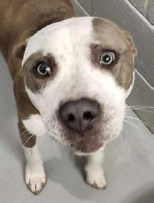 PET OF THE WEEK