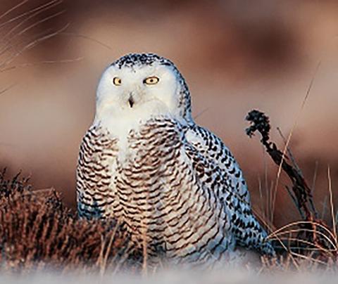 Your guide to Michigan’s winter birds