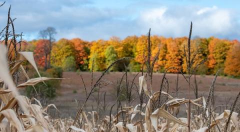 Pigeon River Country State Forest