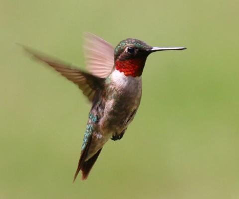 Hummingbirds are back in Michigan for the summer, and planting native flowers could attract them to your backyard. PAUL COOK/UNSPLAS