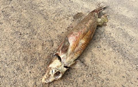 Michigan Department of Natural Resources officials are investigating a lake sturgeon that was found on Durham Road in Whitehall (Muskegon County). Anyone with information is asked to contact the DNR’s Report All Poaching Hotline at 800-292-7800.