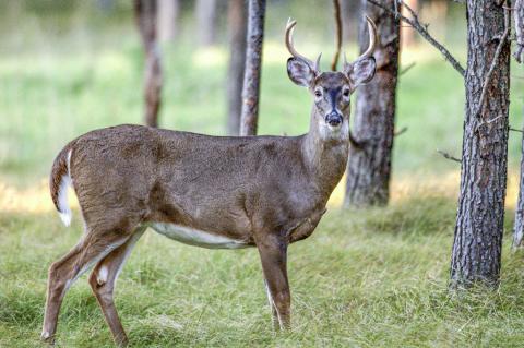 Chronic wasting disease threatens deer populations