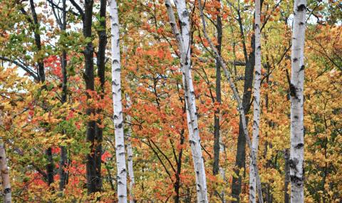 Fall foliage along Highway 2 in the Upper Peninsula. PHOTO PROVIDED BY TODD MARSEE, MICHIGAN SEA GRANT