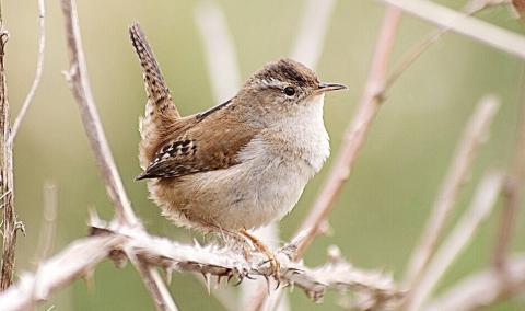 Marsh Wren