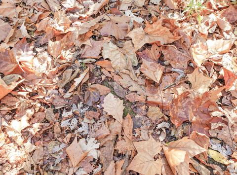Fallen leaves on the ground are important for woodland species including insects, amphibians and small mammals over the cold months. PHOTO BY RACHEL COALE