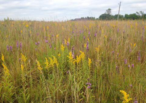 Prairies with many wildflowers are good habitat for pollinators and other wildlife species. RUTH THORNTON