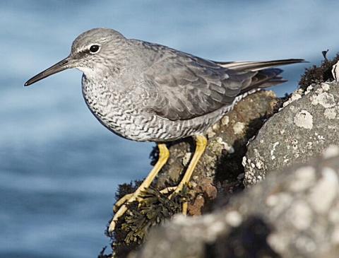 Wandering Tattler