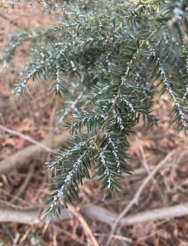 Round, white hemlock woolly adelgid ovisacs are found on the undersides of branches near the base of the needles.