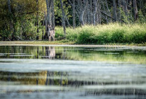 The water of the Looking Glass River reflects the blue sky, green shoreline grasses and a healthy white-tailed deer standing on the riverbank. This is one type of habitat where EHD outbreaks may occur.