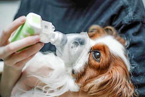 Health officials recommend owners check with a veterinarian if their dogs show symptoms of the “mystery” respiratory illness.