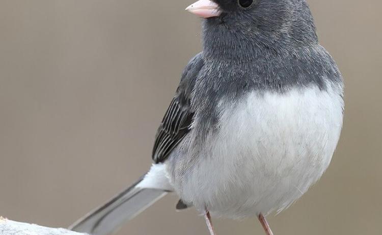 Dark-eyed Junco