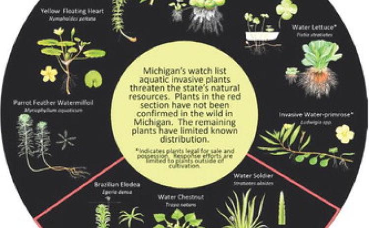 Summer is an important season for early detection of invasive species
