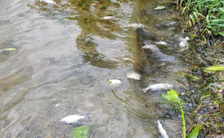 Fish kills may be more common during summer heat