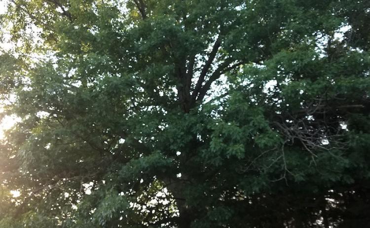 Colleen Bock’s prize-winning Red Oak in Rhodes.