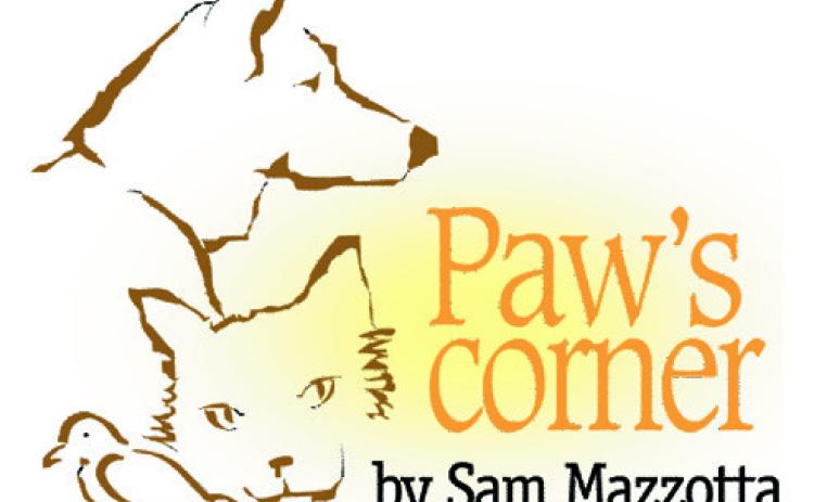 Pet’s allergies blossom in spring