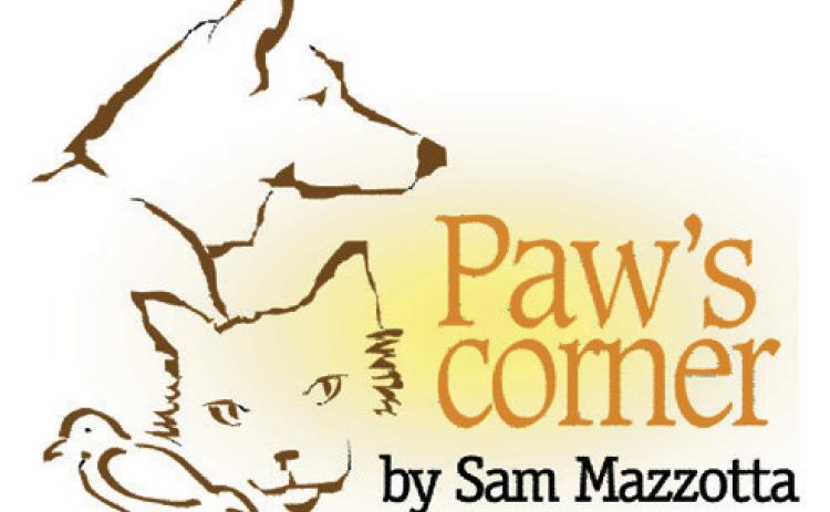 Terrier barks to hoarseness