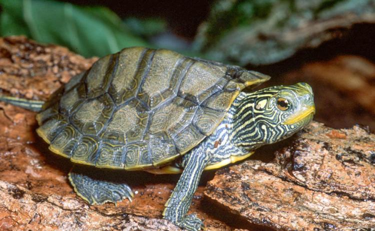 An older juvenile northern map turtle rests on a log. JAMES HARDING