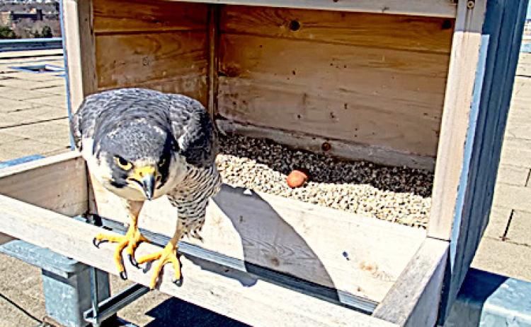 A peregrine falcon watches over two eggs in a nesting box atop Spartan Stadium. More eggs may be on the way.
