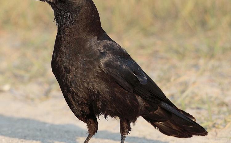 American Crow